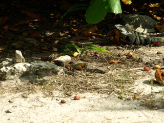 Tiere Blumen Unterwasserwelt  © Timo
