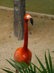 Tiere Blumen Unterwasserwelt  © Timo