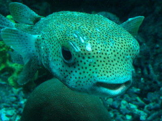 Tiere Blumen Unterwasserwelt  © Timo
