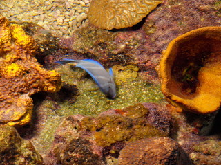 Tiere Blumen Unterwasserwelt  © Timo