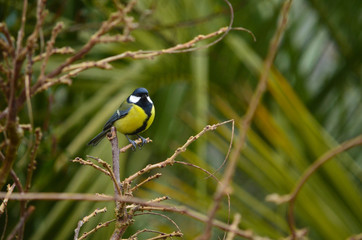 Mésange charbonnière
