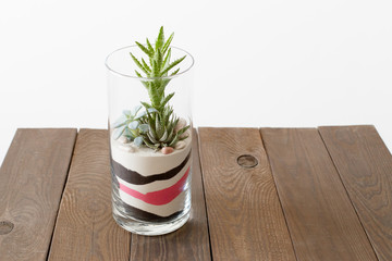 Small garden with miniature succulent plants aФnd colored sand in glass vase on dark wooden background. Florarium.