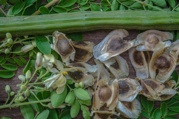Moringa seeds surrounded by horseradish leaves