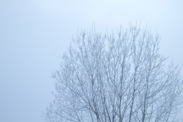 Fototapeta na wymiar Frosted deciduous tree in winter