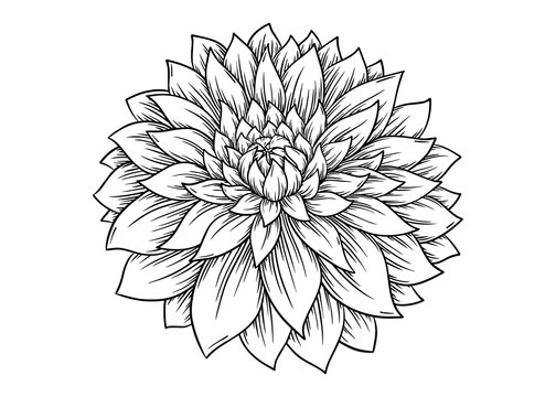 Dahlia Flower Drawings for Sale - Fine Art America