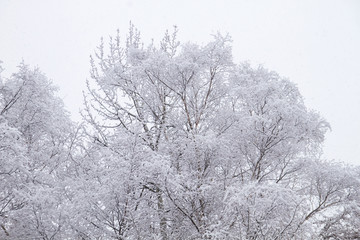 winter trees covered of white snow