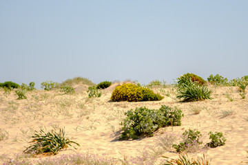 Just a dune in Portugal