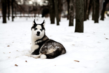 Beautiful husky puppy with blue eyes on the snow.