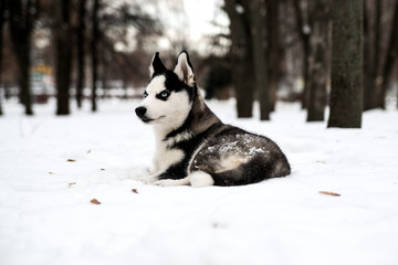 Beautiful husky puppy on the snow.