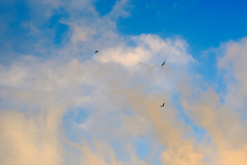 Seagulls in the sky.