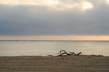 A death tree in the beach at sunset, Caminha, Portugal.