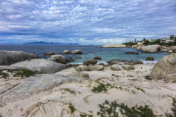 African penguin (Spheniscus demersus), also known as Jackass penguin and Black-footed penguin - species of penguin, confined to Southern African waters. Boulders Beach near Cape Town, South Africa.