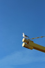 seagull seating on the wooden mast of yacht  