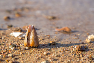 seashell in the sand by the sea