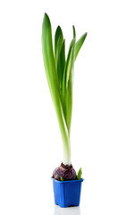 hyacinth bulb with leaves in blue flower pot isolated on white background
