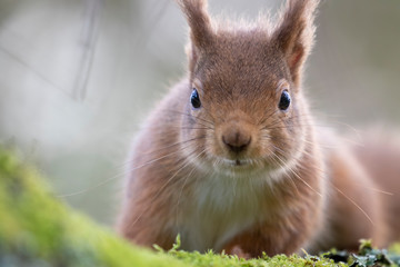 red squirrel, Sciurus vulgaris close up detail of face, eyes and head during a cold winters morning...