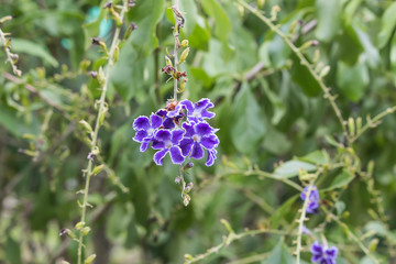 Flower duranta in the garden.