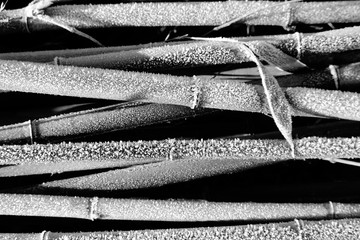 Monochrome frosted stems of the bamboo plant in winter. Black and white background.