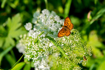 Beautiful Butterfly sits on a white field flower.