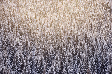 fir trees covered in snow in the forest in Carpathian mountains