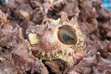 Heap of conch seashells still life , raw food