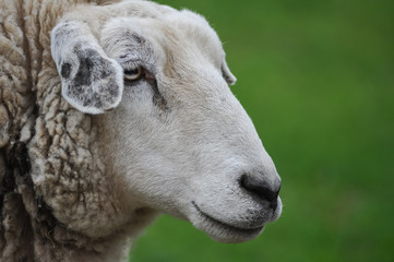 White sheep head on green background
