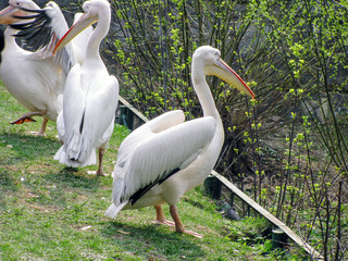 zoo pelicans