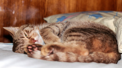 a brown red cat sleeps sweetly on the bed and is covered with paws