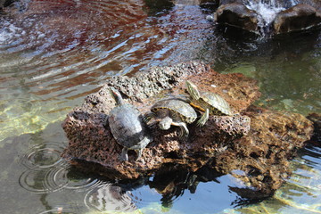 small yellow turtle in the fountain 
