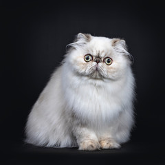 Cute fluffy tabby point Persian cat / kitten sitting facing front. Looking at camera with big round...