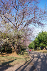 Pink Sakura(Wild Himalayan cherry) trees forming a tunnel on a road at Khunwang,Chiangmai, Thailand