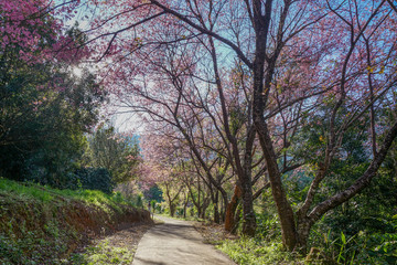 Walking pave under pink Himalayan blooming wild cherry tunnel at Khunwang, Chiangmai, Thailand
