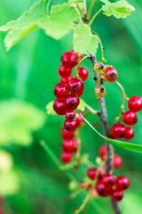 redcurrant brushes on a close-up branch