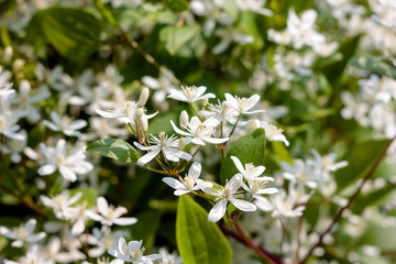 white shallow clematis flowers