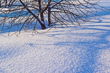 Fototapeta na wymiar Winter garden, cherry tree under the snow.Frosty Sunny day.
