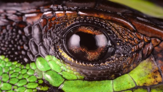 Close up eye of Forest Whiptail Lizard (Kentropyx pelviceps) on the rainforest floor in the Ecuadorian Amazon.