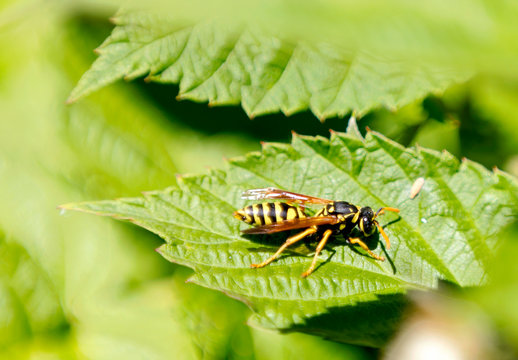 a wasp on a large leaf is heated in the sun close up