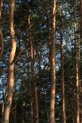 Fototapeta premium inside the pine forest at sunset in summer