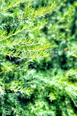Fir branches close up. Sunny summer day