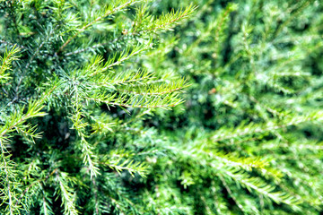 Fir branches close up. Sunny summer day