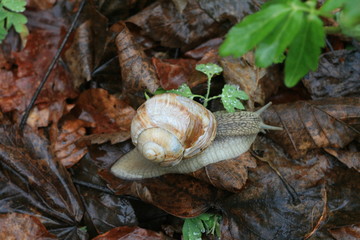 snail on stone