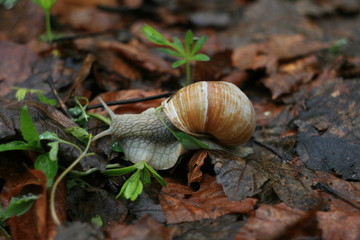 snail