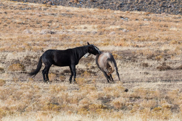 Fototapeta na wymiar Pair of Wild Horse Stallions Sparring in the Utah desert