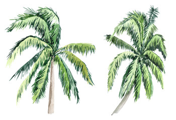 Naklejka premium Set of pictures of hand drawn watercolor palm trees. picturesque image of a palm tree. palm tree on the beach