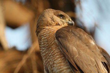 Eagle side face