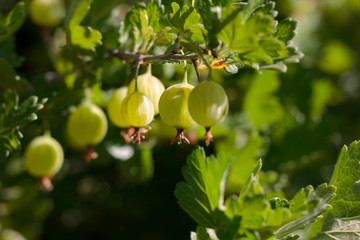 green gooseberry berries on a close-up branch
