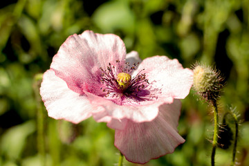 blooming pink poppy closeup in drops of dew
