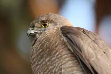 closeup of a hawk Eagle