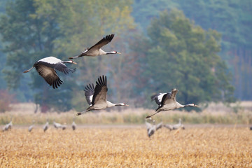 Kranichzug im Herbst
