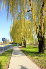 Weeping willow in the spring. Nowy Sacz, Poland.